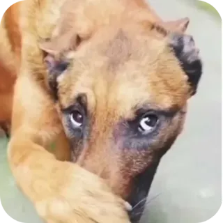 🐶 狗, 小狗, 动物, 可爱, 宠物 telegram sticker