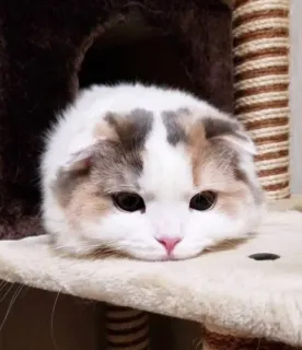 😐 kucing, scottish fold, hewan, peliharaan, imut, anak kucing telegram sticker
