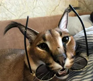 😎 Floppa floppa, caracal, cat, sunglasses, animal telegram sticker