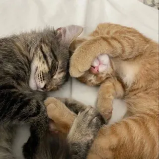 💘 고양이, 새끼 고양이, 자는, 동물, 귀여운 telegram sticker