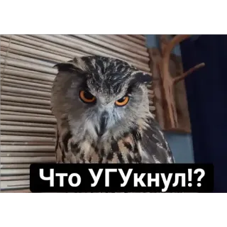 😡 Что УГУкнул!? owl, bird, funny, meme, staring, expression, wildlife telegram sticker