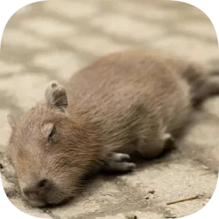 😴 telegram sticker