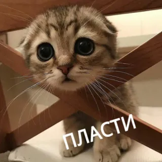 🙄 ПЛАСТИ gatto, gattino, carino, adesivo whatsapp sticker
