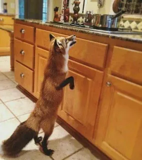 🦊 fox, kitchen, animal, cabinet, counter telegram sticker