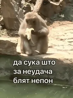 🫥 да сука што за неудача блят непон monkey, banana, meme, animal, funny telegram sticker