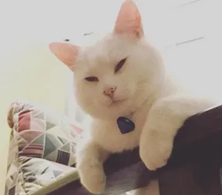 ☺️ cat, white cat, pet, animal, cute, domestic animal telegram sticker