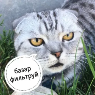 😠 Базар фільтруй gatto, divertente, adesivo, ucraino, testo, animale whatsapp sticker