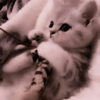 🗯 chaton, chat, mignon, animal, animal de compagnie, blanc, duveteux telegram sticker