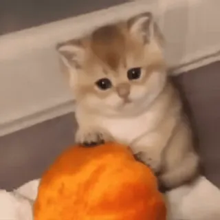 🧸 kitten, cat, animal, cute, pet, orange, fluffy whatsapp sticker