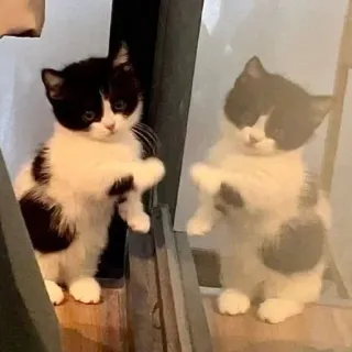 🐾 chat, chaton, mignon, animal, animal de compagnie, reflet, miroir, noir et blanc telegram sticker
