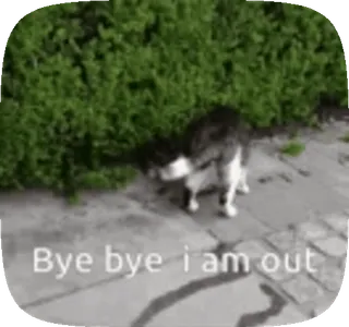 🤚 Bye bye i am out kat, vertrek, tot ziens, dier, huisdier telegram sticker