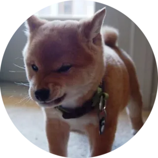 😡 犬, 柴犬, 子犬, ペット, 動物, 可愛い telegram sticker