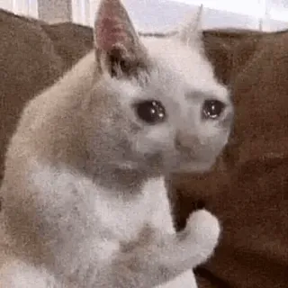 🥺 cat, sad, meme, animal, crying, pet, funny telegram sticker