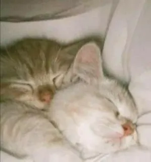 🥰 cat, kitten, sleep, cute, animals, pet, domestic animal telegram sticker
