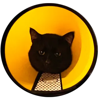 🌻 cat, black cat, pet, animal, cone of shame, domestic animal, cute, kitty telegram sticker