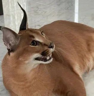 😁 caracal, cat, floppa, animal, feline telegram sticker