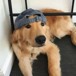🧢 หมา, โกลเด้น รีทรีฟเวอร์, สัตว์, สัตว์เลี้ยง, หมวก, น่ารัก whatsapp sticker