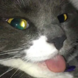 😝 gatto, leccare, animale domestico, animale, gatto domestico, primo piano, lingua telegram sticker