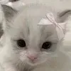 🤍