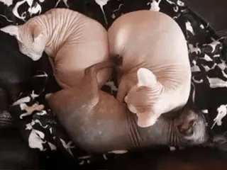 🐈 Gatti Sphynx, Gatti senza pelo, Gatti, Animali domestici, Animali telegram sticker
