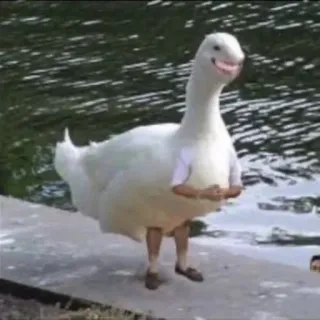 🤡 duck, animal, human, funny, hybrid whatsapp sticker