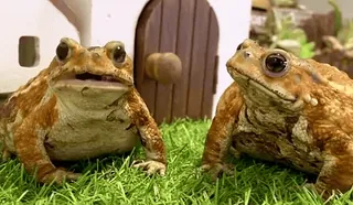 Frogggs telegram stickers