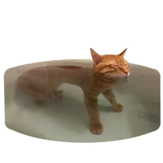 🧜‍♂️ chat, animal, bain, eau, animal de compagnie, chat roux telegram sticker