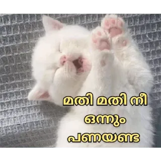 😂 മതി മതി നീ ഒന്നും പണയണ്ട cat, cute, sleeping, kitten telegram sticker