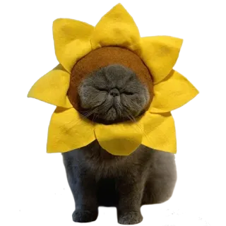 😴 cat, sunflower, cute, animal, pet, flower telegram sticker