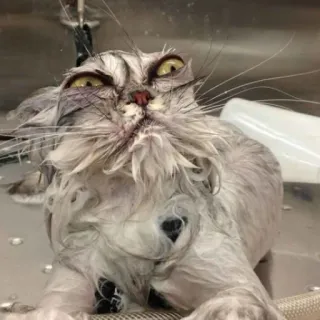 🥴 chat mouillé, chat, animal, drôle, animal domestique telegram sticker