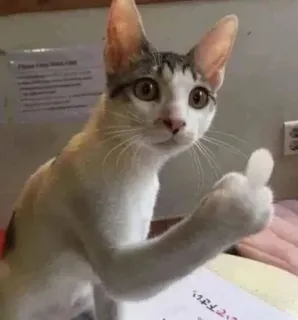 🐈 chat, doigt d'honneur, geste obscène, animal, humour whatsapp sticker