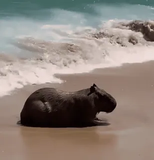 🌊 Capivara, Animal, Praia, Onda, Roedor, Areia, Água telegram sticker