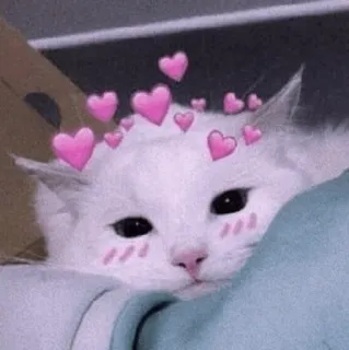🍡 chat, animal, coeur, amour, mignon, adorable, animal de compagnie, autocollant whatsapp sticker