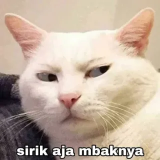 🔪 sirik aja mbaknya kat, meme, grappig, dier, wit telegram sticker
