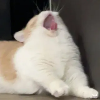 котики от дениски @ahnoee :: @fStikBot telegram stickers