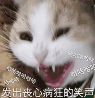 😂 哈哈哈哈哈哈
发出丧心病狂的笑声 gato, meme, gracioso, risa, animal, chino, texto telegram sticker