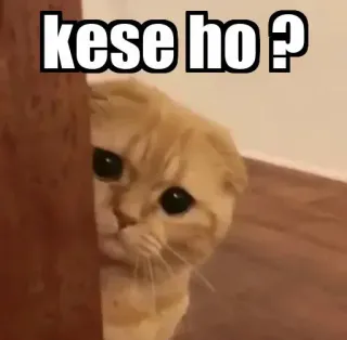 👀 kese ho ? gato, pregunta, lindo, mascota, animal telegram sticker