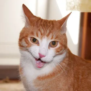 😏 gatto, gatto arancione, animale domestico, gatto domestico, animale, mammifero, felino telegram sticker