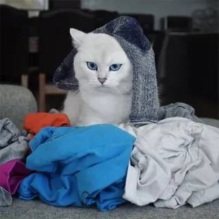 😐 gato, gato branco, animal, animal de estimação, animal doméstico, gato com meia, roupa suja telegram sticker