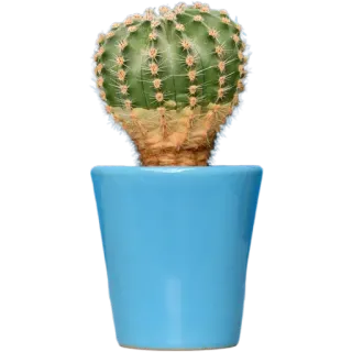 🌵 กระบองเพชร, ต้นไม้, ไม้อวบน้ำ, ไม้กระถาง, ไม้ประดับ, สีเขียว, กระถางสีฟ้า telegram sticker