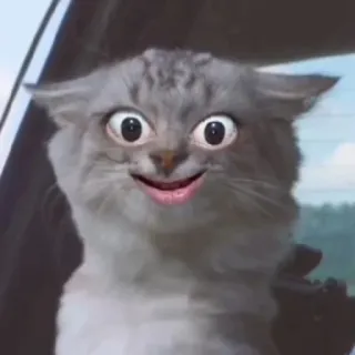 😲 kot, śmieszne, mem, zwierzę, twarz, filtr telegram sticker