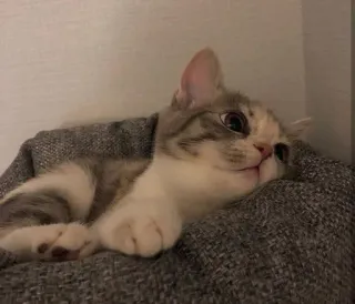 😚 gato, mascota, animal, gatito, lindo, doméstico telegram sticker