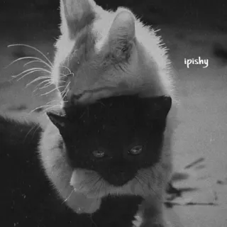 🕸 ipishy 猫, 动物, 黑白, 宠物, 黑白的, 小猫 telegram sticker