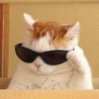 😎 kot, okulary przeciwsłoneczne, cool, zwierzę, zwierzak whatsapp sticker