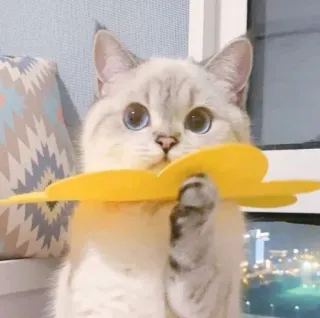 🥺 gato, animal, fofo, animal de estimação, gatinho, doméstico, felino telegram sticker