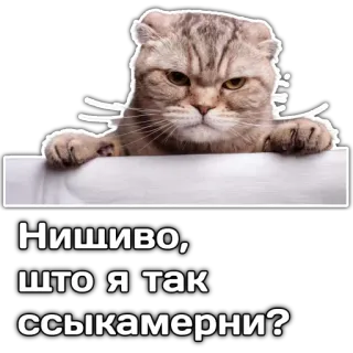 😇 Нишиво, 
что я так ссыкамерни? cat, sticker, russian telegram sticker