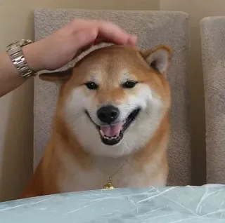 ❤️ doge, shiba inu, dog, pet, happy, cute telegram sticker