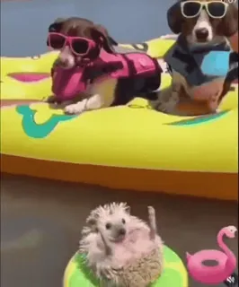 🏖 anjing, landak, jari tengah, gestur kasar, lucu, hewan, musim panas, pelampung telegram sticker