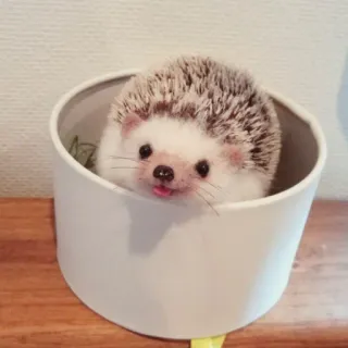 🦔 riccio, animale, carino, adorabile, animale domestico, piccolo whatsapp sticker