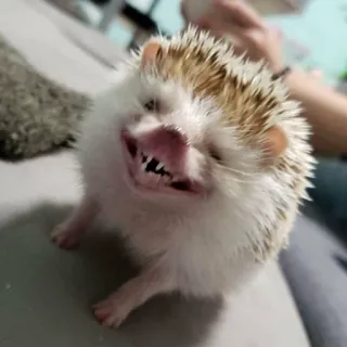 🦔 riccio, animale, carino, sorridente, mammifero, animale domestico whatsapp sticker
